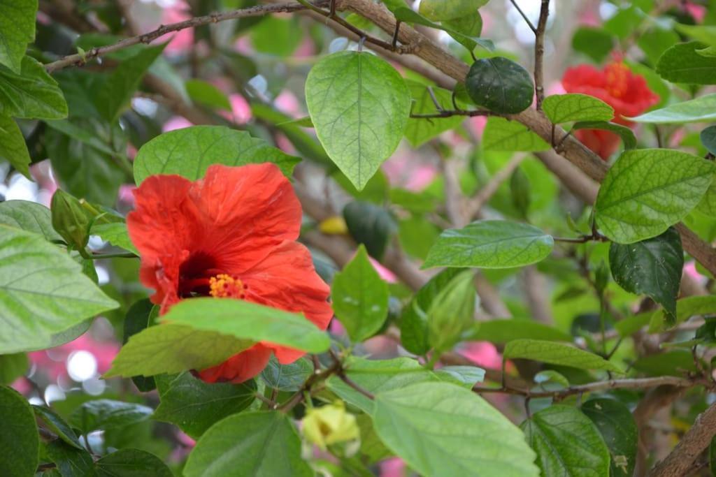 Casa Lella Holiday Boutique Palermo Zewnętrze zdjęcie